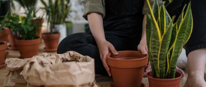 The Beginner’s Guide to Gardening: Getting Started with Green Thumbs